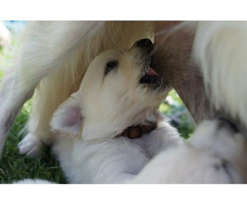 Cachorros muy preciosos vacunados desparasi - Imagen 1