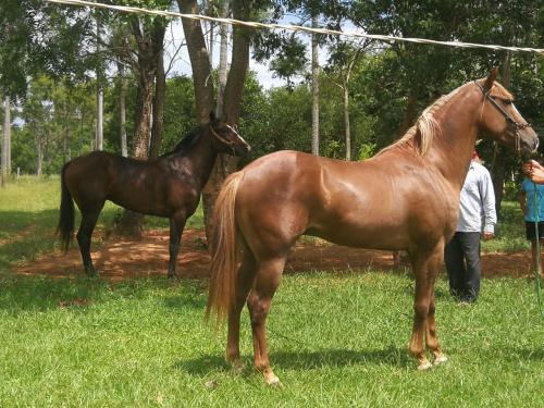 Vendo Hermosos caballos de Carrera 099240055 - Imagen 1