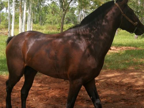 Vendo Hermosos caballos de Carrera 099240055 - Imagen 2