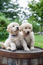 Cachorros Golden Retriever para adopcion Est - Imagen 1