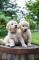 Cachorros-Golden-Retriever-para-adopcion-Est�-n-entrenados-en