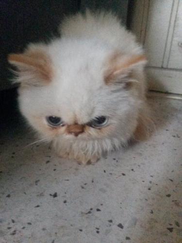 Gato himalayo machito de 4 meses de edad Se - Imagen 1